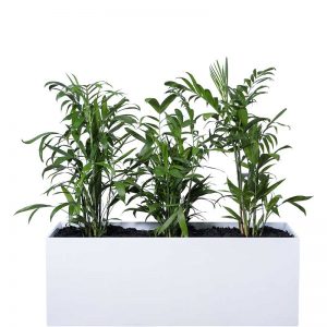 troughs 1.2m floor low bamboo palm trough low white