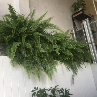 boston fern client office boston fern client office