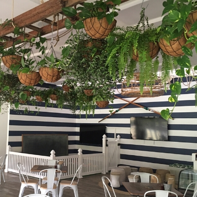 boston fern devils ivy hanging custom pots boston fern devils ivy hanging custom pots