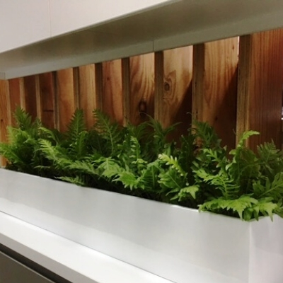 Blechnum silver lady fern trough in office area 400mm x 400mm blechnum silver lady fern trough in office area