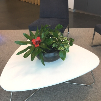 bromeliad pothos aglaonema coffee table plant bromeliad pothos aglaonema coffee table plant