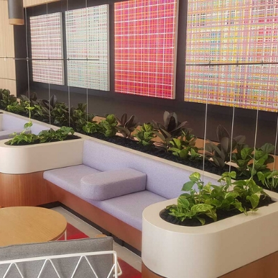 devils ivy rubber plant joinery plants 400mm x 400mm devils ivy rubber plant joinery plants