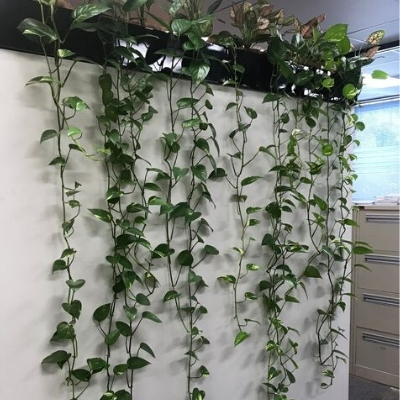 devils ivy trailing troughs devils ivy trailing troughs