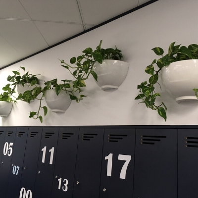 devils ivy trailing white wall pots 1 devils ivy trailing white wall pots 1