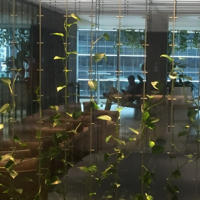 devils ivy trailing wire display devils ivy trailing wire display