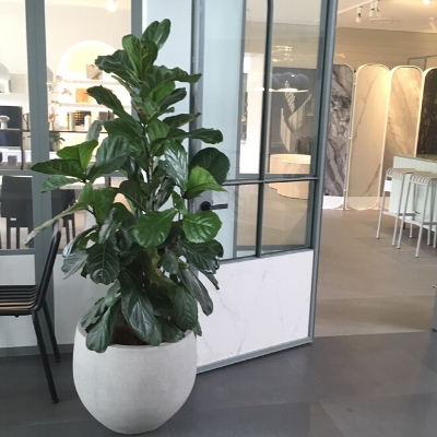 fiddle leaf fig grey planter fiddle leaf fig grey planter