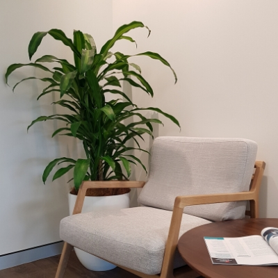 happy plant white cone in office happy plant white cone in office