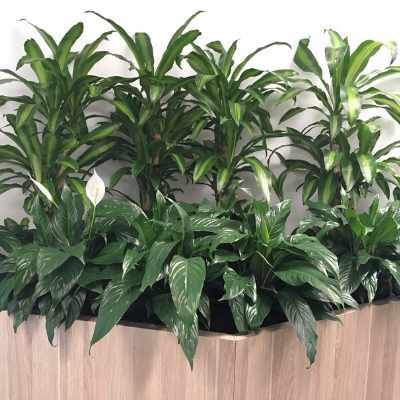 happy plants peace lily spaths joinery plants happy plants peace lily spaths joinery plants