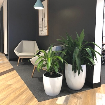 janet craig and happy plant white cone in office break out 400 x 400 janet craig and happy plant white cone in office break out 400 x 400