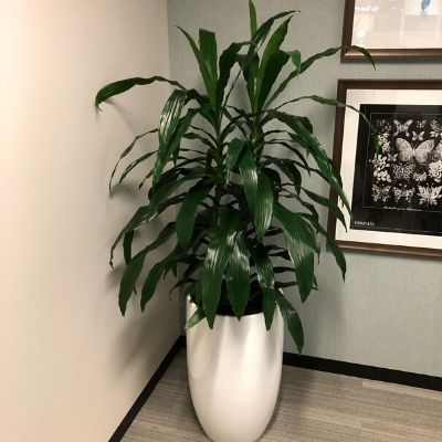 janet craig white cone in office 2 janet craig white cone in office 2