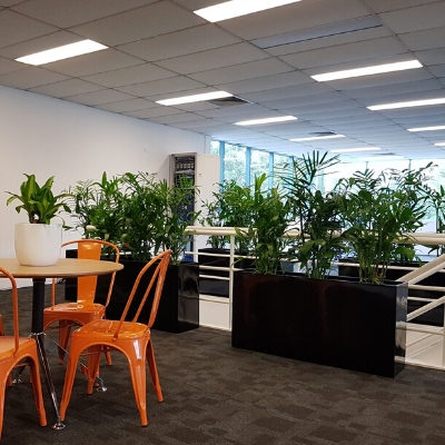 kentia palm black troughs office privacy screen 400mm x 400mm kentia palm black troughs office privacy screen 400mm x 400mm