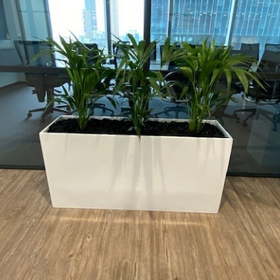 kentia palms slimline trough kentia palms slimline trough