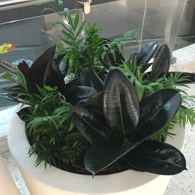 mixed garden in white planter retail mixed garden in white planter retail