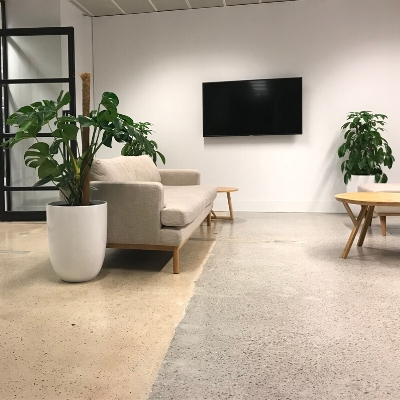 monstera umbrella tree in white cones in office monstera umbrella tree in white cones in office