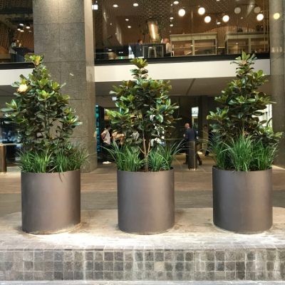 outdoor magnolia trees and liriope outdoor magnolia trees and liriope