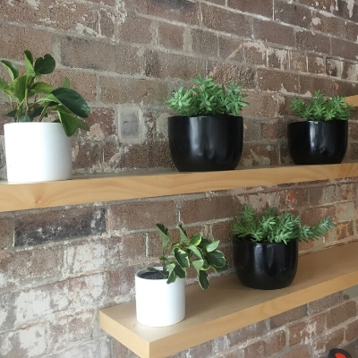 peperomia succulents black mini garden bowl shelf cafe peperomia succulents black mini garden bowl shelf cafe