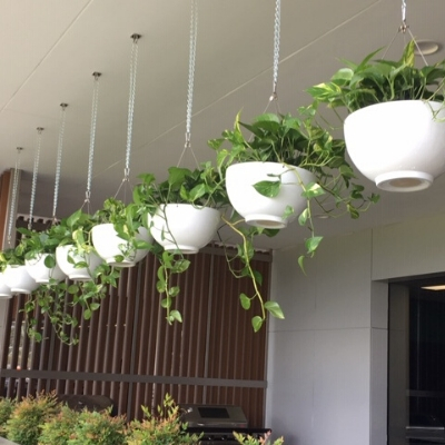 devils ivy hanging white bowls devils ivy in hanging white bowls
