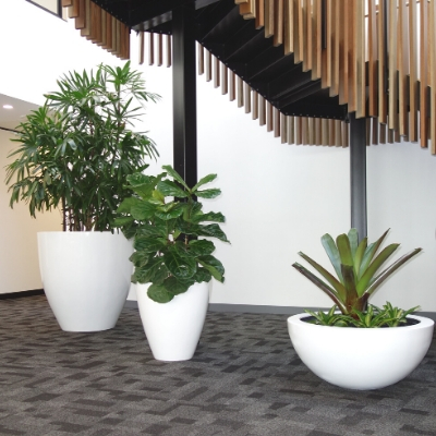 rhaphis fiddle leaf fig bromeliad in white cones and wok bowl 2 rhaphis fiddle leaf fig bromeliad in white cones and wok bowl 2