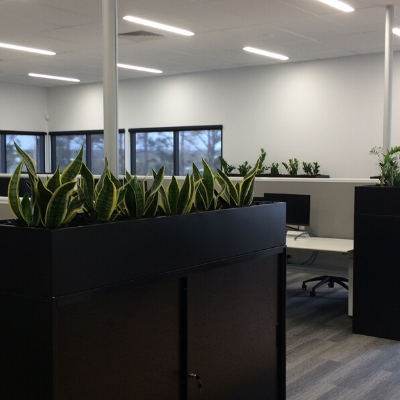 sansevieria black tambour units office sansevieria black tambour units office