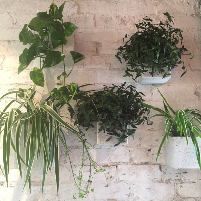 spider plant devils ivy tahitian bridal veil white square wall pots spider plant devils ivy tahitian bridal veil white square wall pots