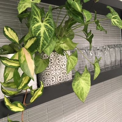 syngonium hoya custom pots office display syngonium hoya custom pots office display