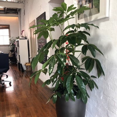 umbrella tree black pot in office umbrella tree black pot in office