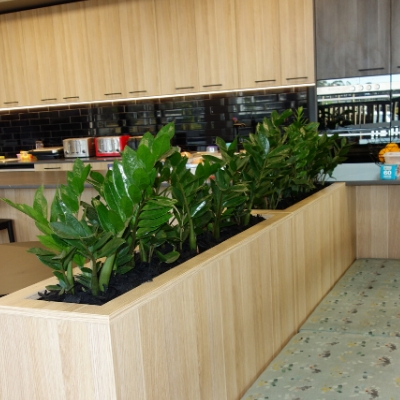 zanzibar gem office lunchroom joinery plants zanzibar gem office lunchroom joinery plants