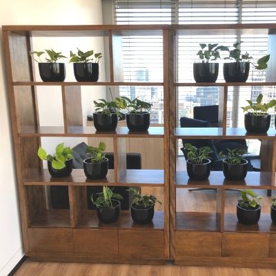 Office partition room divider and black cones with pothos Office partition room divider and black cones with pothos - Indoor Plant Hire / Office Plant Hire