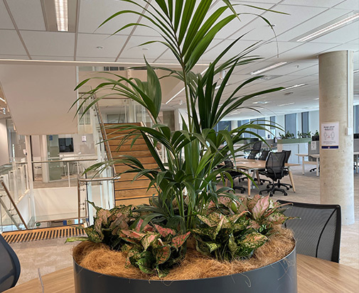 Mixed Planting Mixed Planting