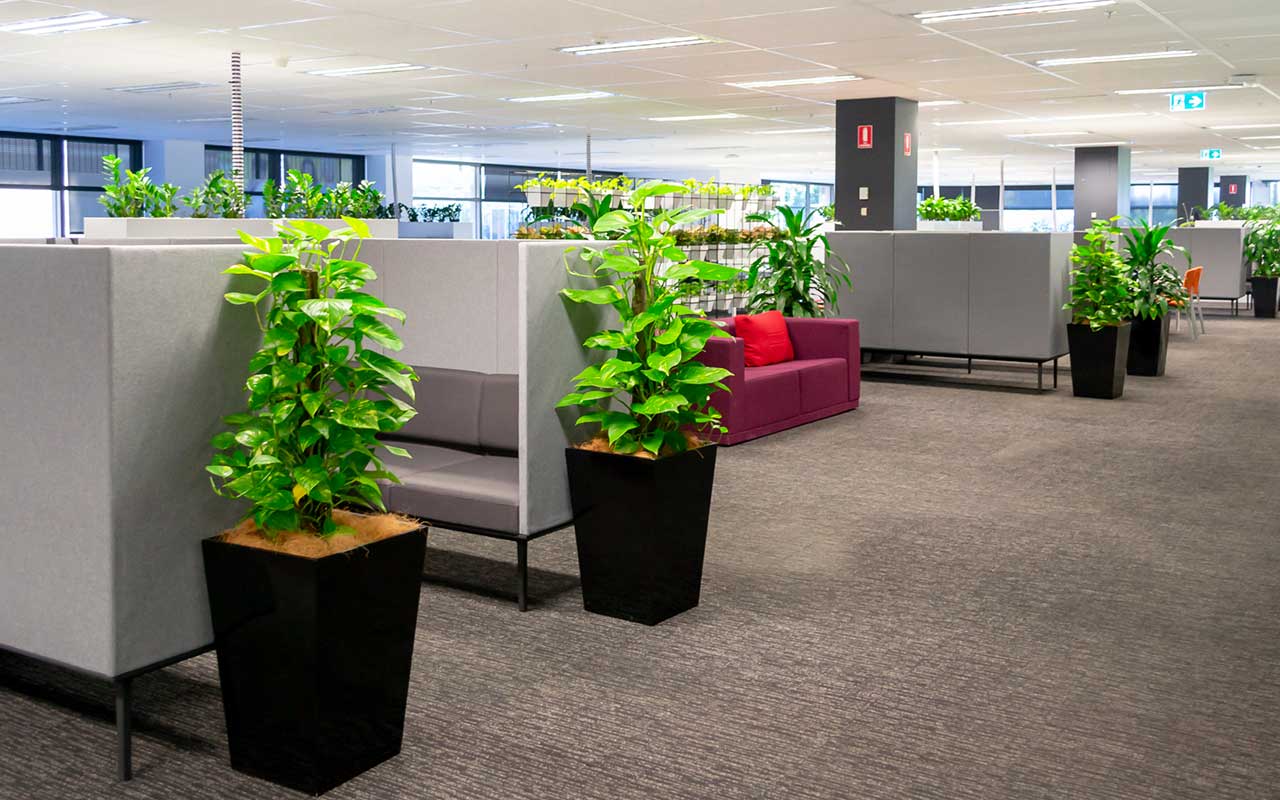 Plants for open plan offices Plants for open plan offices