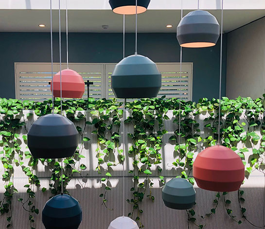 Office plant and pot hire – Trailing Plants Office plant and pot hire - Trailing Plants