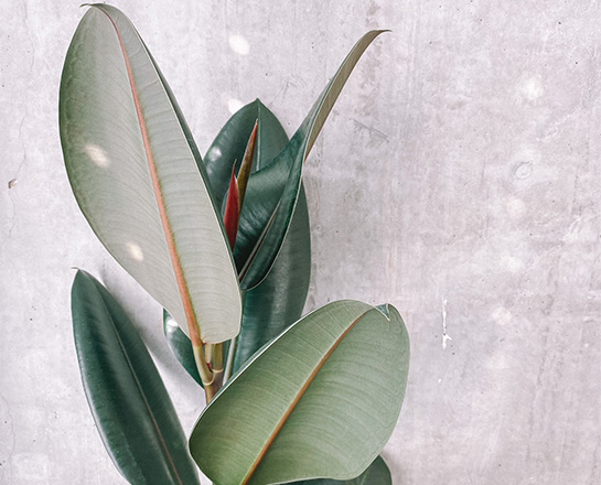 Indoor plants help to reduce stress