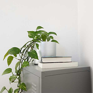 Pothos - improve mental health