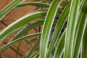 Spider Plant - improve mental health