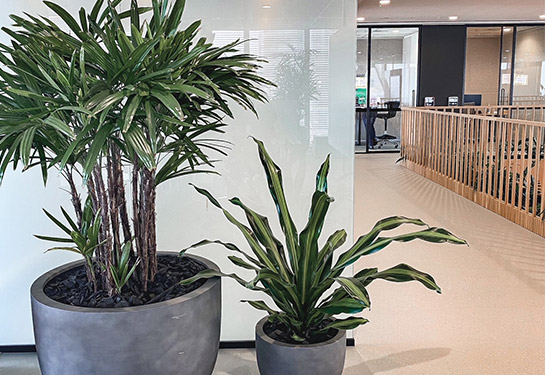 What is a Green Star rating?