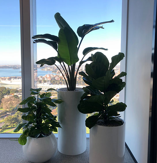 The benefits of indoor plants on our physical health