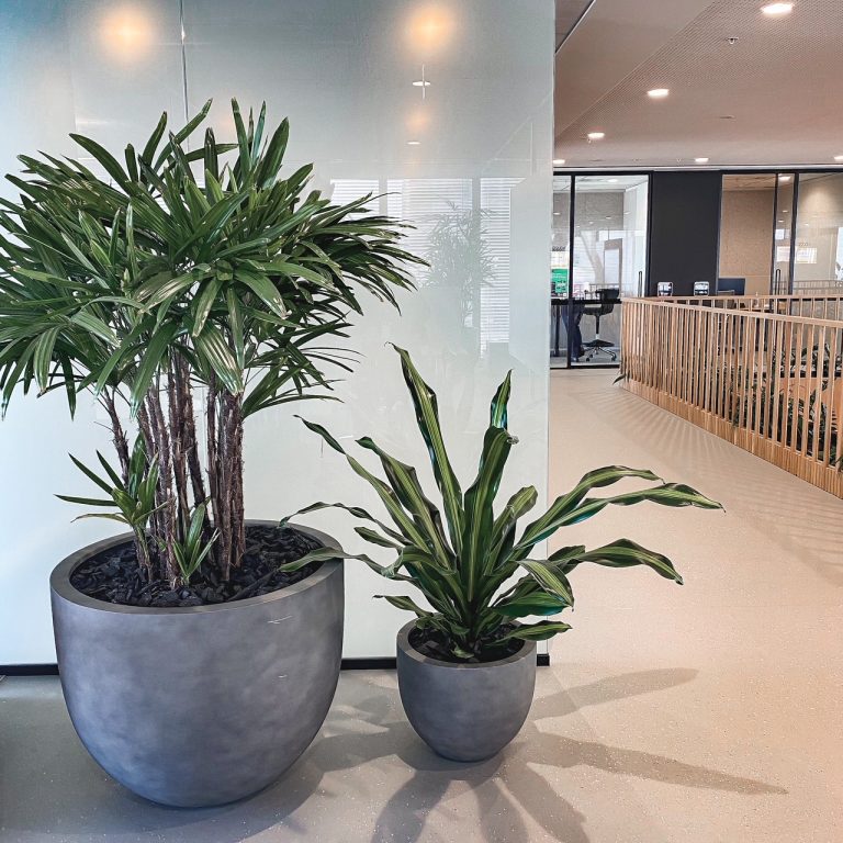 Large plants to enhance space