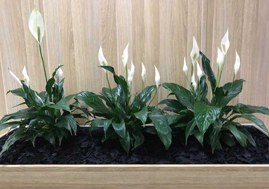 Peace Lily