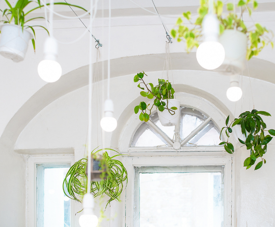 Hanging office plants