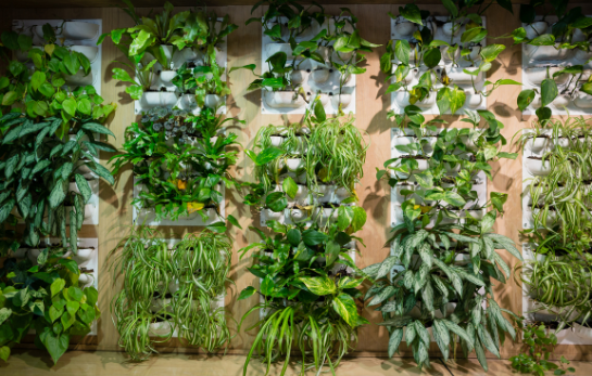 Green wall in office