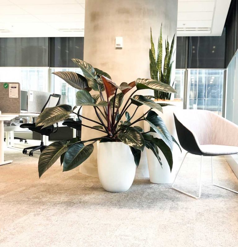 The Strelitzia, more commonly known as the “Bird of Paradise” is a great office plant