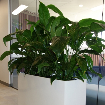 Peace Lilly – Spathiphyllum display in White Trough peace lily spathiphyllum sensation white trough