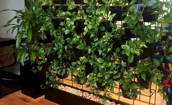 Pot plant vertical wall hire