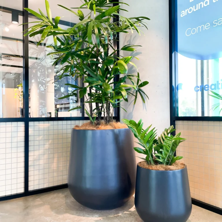 Tropical Plant rental events