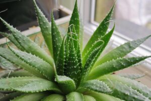 Aloe vera - best indoor plants for your health