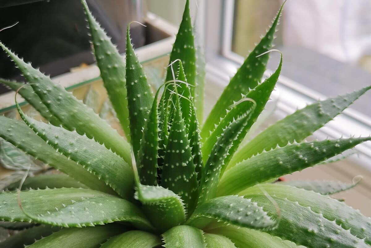 Aloe vera - best indoor plants for your health