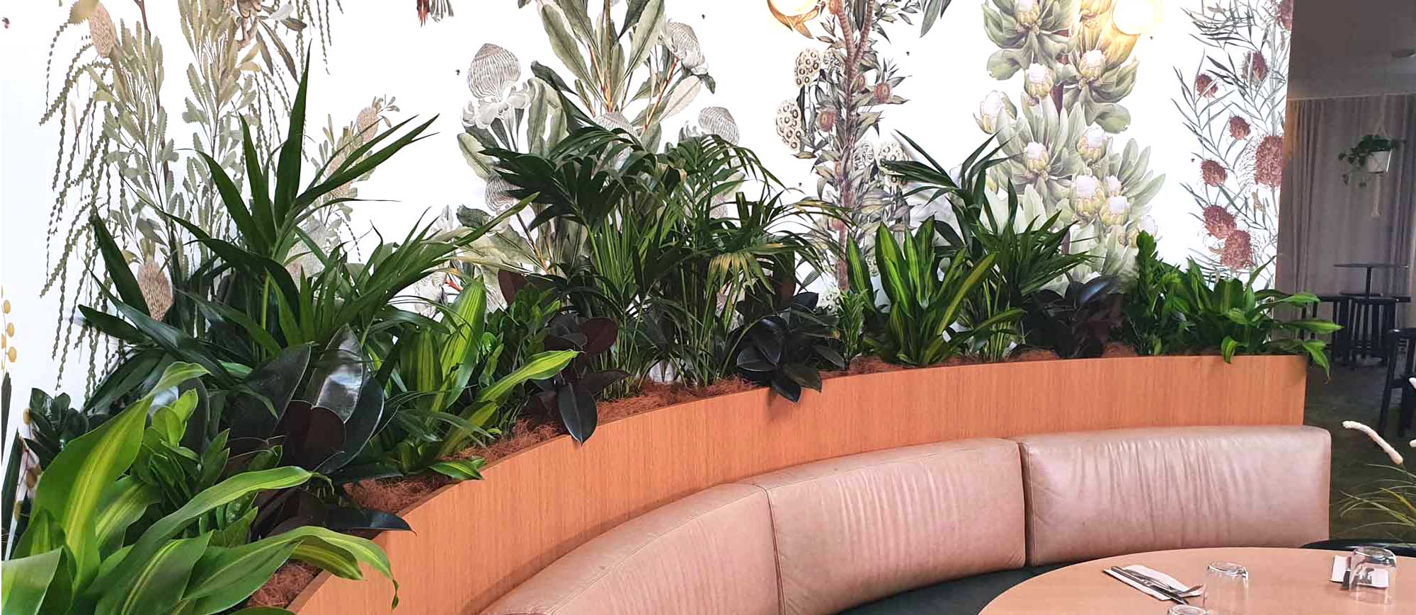 Best low light indoor plants