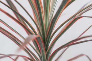 Plants for a clean air - Dracaena Marginata