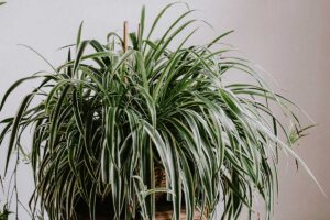 Plants for a clean air - Spider Plant