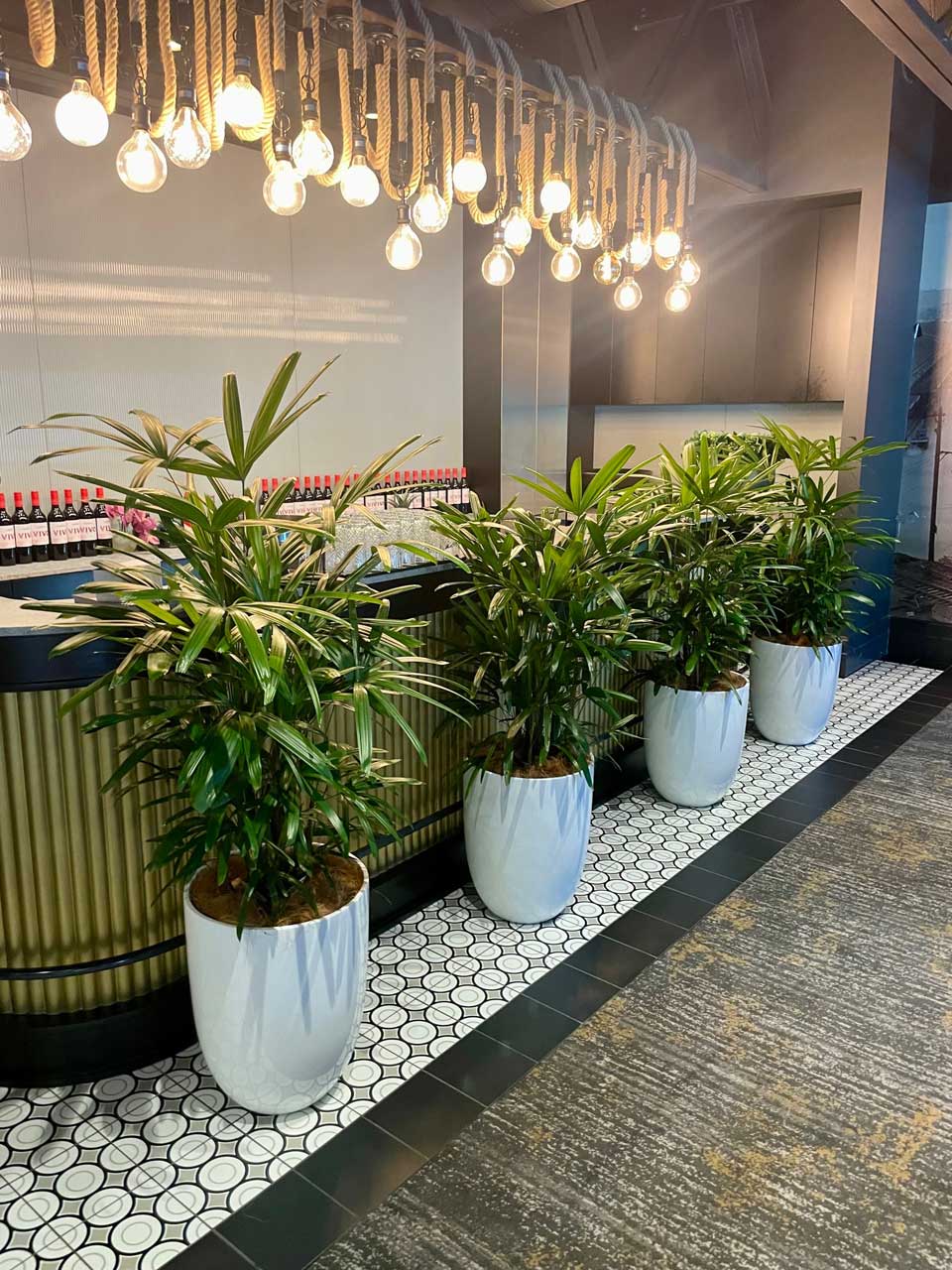 Pot plant hire in front of bar